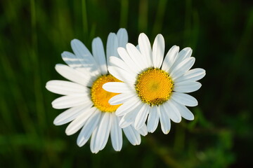 Fototapeta premium two daisy flower with with blurred green background. Wild flowers in the nature.