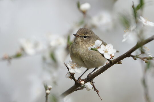 A common chiffchaff sits on a blossoming branch, . Phylloscopus collybita. Song bird in the nature habitat.
