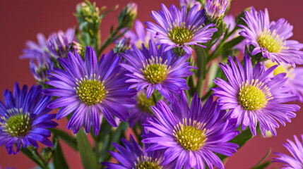 Obraz premium Vibrant purple Aster flowers in full bloom against a warm red background. High-resolution floral photography with stunning detail and rich colors.
