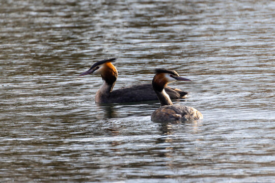 Pair of great crested grebes swimming peacefully on calm water