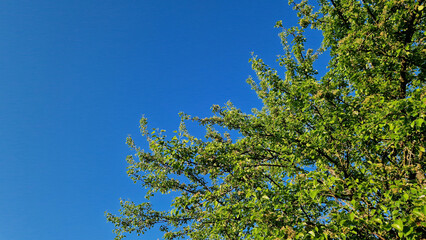 Fototapeta premium Pear tree branches with green leaves against a clear blue sky. The crown of a fruit tree in the rays of the sun against a bright sky. Tree, view from below. Pear tree branches with young green leaves