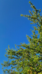 Fototapeta premium Pear tree branches with green leaves against a clear blue sky. The crown of a fruit tree in the rays of the sun against a bright sky. Tree, view from below. Pear tree branches with young green leaves