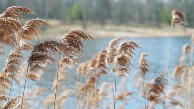 Swaying Reeds Against Blue Water Under Wind, Midshot Of Tall Reed Plumes Bending With Gusts, Bright Reflections On Rippling Lake And Energetic Spring