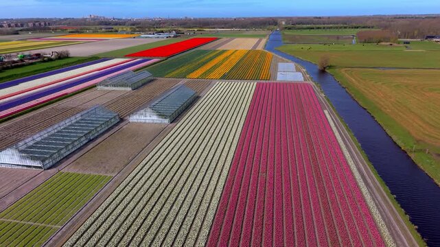 Aerial panorama of colorful tulip fields, greenhouses, and a canal in the Netherlands. Vibrant rows of spring flowers next to agricultural buildings under a blue sky. Dutch rural landscape.
