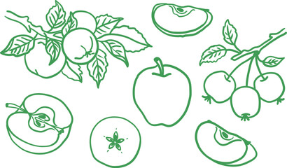 Fototapeta premium set hand drawn apple elements whole fruit slices and branches green line art botanical contour for logo and label design