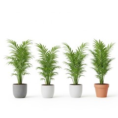 Fototapeta premium Four potted plants with green leaves on a white background