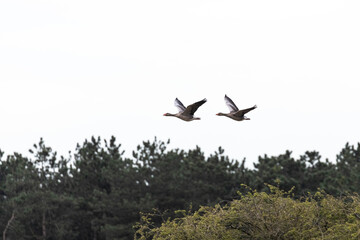 zwei Gänse im Flug © Christina Pichler
