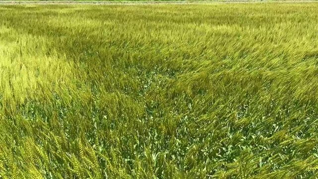風が強く麦畑の穂が揺れ波のように揺れている動画