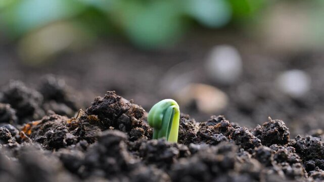 Time-lapse macro video of vegetable scraps decomposing into compost in dark soil, tiny green sprout emerging and unfolding first leaf, cinematic 4K seamless loop