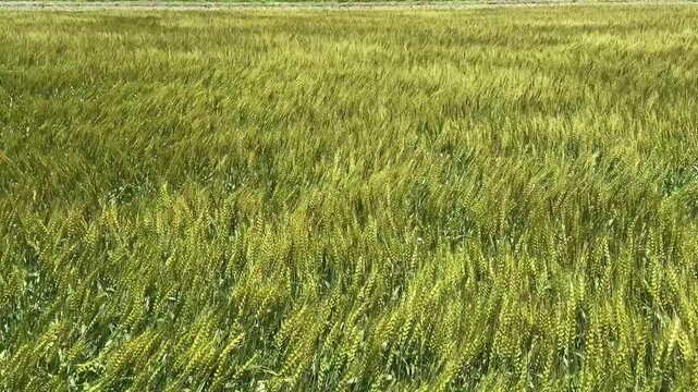風が強く麦畑の穂が揺れ波のように揺れている動画