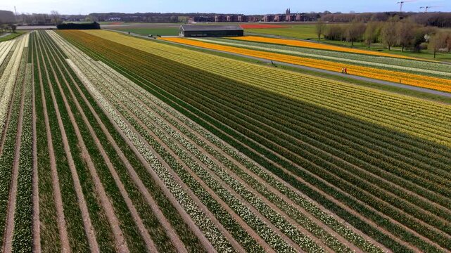 Aerial view of vibrant, multi-colored flower fields in the Dutch countryside during spring. Scenic rows of white and yellow daffodils stretching toward the horizon under a clear sky.