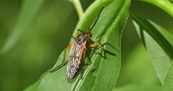  Macro - Beetle in a field.