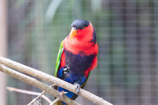 Close up of a black capped lory (lorius lory) perching on a branch