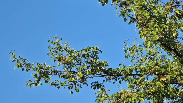 Pear branches with green leaves on a background of a clear blue sky. The crown of a fruit tree in the rays of the sun on a background of a bright sky. Tree, view from below up. Pear tree branches