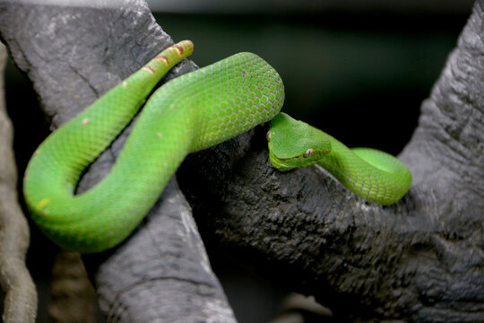 green snake in a tree
