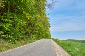 Obraz premium Trees, blue sky and road in countryside for tourism with destination, location and landscape. Empty, background and outdoor with street, path and trail by meadow, field and scenic route for journey
