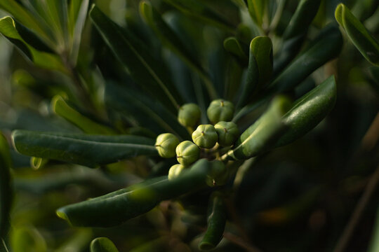 Green plant buds on dark foliage under natural light