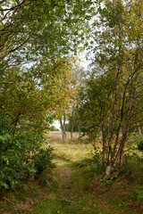 Obraz premium Outdoor, sustainable and view of trees in countryside, color change and shed in natural environment. Forest, fresh air and texture of plants in nature, autumn season and peaceful scenery at park