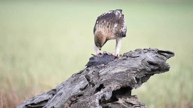 a powerful booted eagle in freedom on spain
