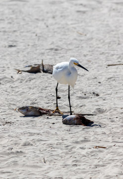 Snowy Egret in Barra de Tramanda&iacute; in Rio Grande do Sul, Brazil.	
