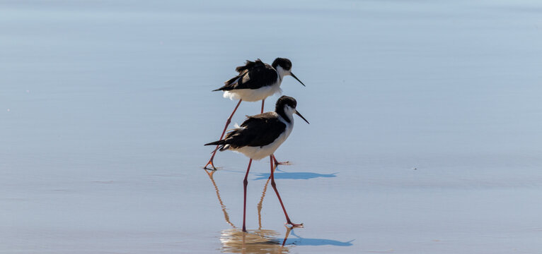 White-backed Stilt bird walking along the seashore in Tramanda&iacute;, Rio Grande do Sul, Brazil.	