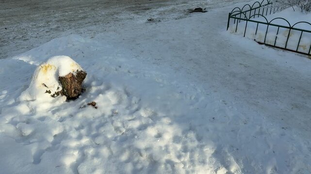 Snow covered stump with urine stains in winter yard after dog walk, golden sunlight highlights yellow discoloration on compacted