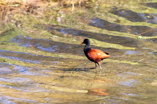 Wattled Jacana at Bra&ccedil;o Morto Lake &ndash; Wild Bird in Imb&eacute;, Rio Grande do Sul.