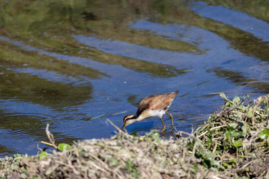 Wattled Jacana at Bra&ccedil;o Morto Lake &ndash; Wild Bird in Imb&eacute;, Rio Grande do Sul.	