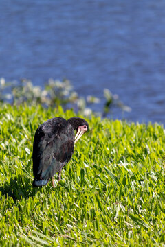 Bare-faced ibis found in Lago do Bra&ccedil;o Morto in Imb&eacute; in Rio Grande do Sul, Brazil.	