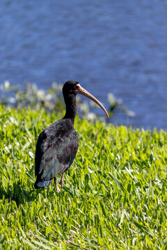 Bare-faced ibis found in Lago do Bra&ccedil;o Morto in Imb&eacute; in Rio Grande do Sul, Brazil.	