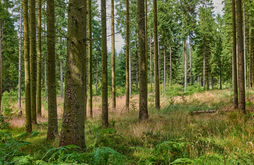 Fototapeta premium Nature, trunk and landscape of pine trees in forest for carbon storage, natural habitat or ecology. Grass, woods and bark with foliage in green environment for biodiversity, erosion control or growth