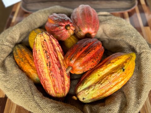 A Variety of Fruit Cacao Pods to Make Chocolate