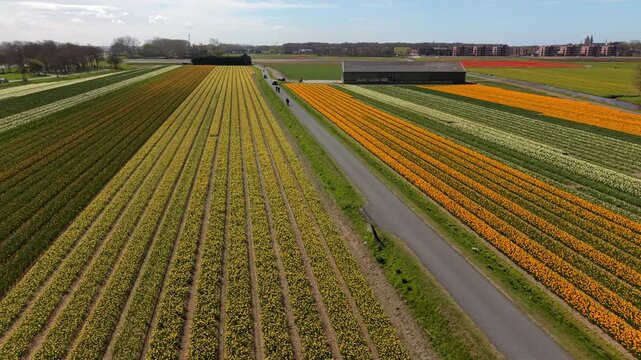 Aerial view of vibrant yellow and orange flower fields in the Dutch countryside during spring. A rural road cuts through scenic rows of blooming daffodils under a clear sky.