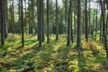 Fototapeta premium Nature, grass and bark outdoor in forest for earth conservation, sustainability or landscape. Spring, natural and trees for eco friendly environment with lawn, leaves and greenery in countryside.