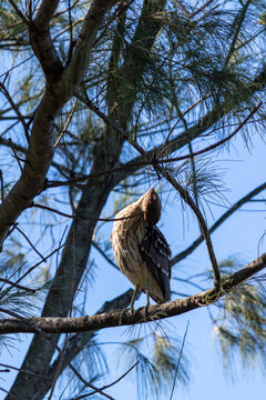 Juvenile Black-crowned Night Heron at Bra&ccedil;o Morto Lake &ndash; Coastal Wildlife in Imb&eacute;	