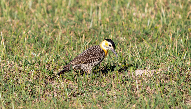 Campo Flicker resting on the grass.	