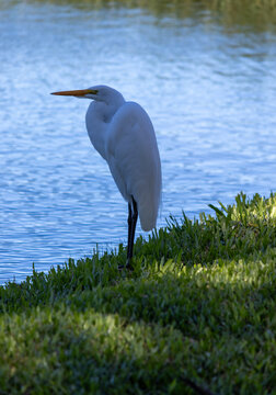 Great Egret found in Lago do Bra&ccedil;o Morto in Imb&eacute; in Rio Grande do Sul, Brazil.	