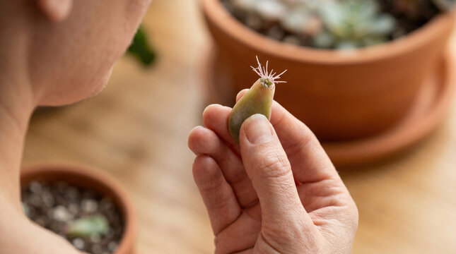 Person holding succulent plant cutting in home gardening setting  