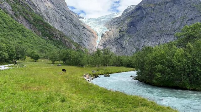 A river flows from a glacier briksdalsbreen, goats graze in a meadow