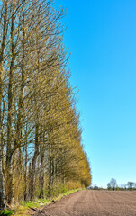 Obraz premium Pine trees, woods and outdoor with sky at farmland with space, autumn and season change in nature. Forest, row and environment with growth, soil or horizon with sustainability for agriculture in fall