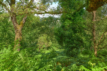 Fototapeta premium Trees, woods and fern with leaves in nature, canopy or sustainability with foliage in environment. Ecosystem, plants and branches for eco friendly agroforestry, outdoor or organic timber production