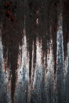 Brown insect rests on a dark rust stained concrete surface, creating a macro wildlife detail with gritty texture, shallow focus, and empty space
