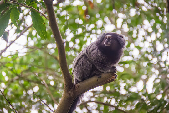 Marmoset up in a tree, Sugarloaf Mountain, Urca - Rio de Janeiro, Brazil