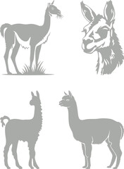 Fototapeta premium Llama and alpaca icon set in flat vector style. Collection of cute camelid animal illustrations with standing poses and detailed head designs isolated.