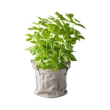 Basil herb plant bush in canvas pot isolated on white background. Kitchen spicy herbs collection.