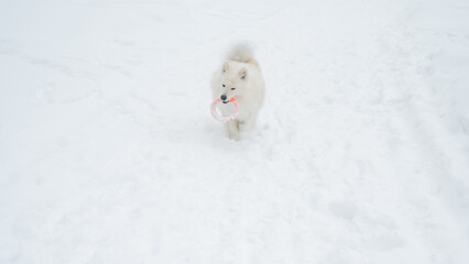 Obraz premium A Samoyed dog plays with a puller on a winter walk.