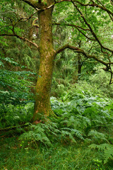 Fototapeta premium Nature, plants and tree with branches in woods, ecosystem sustainability or ecological biodiversity. Greenery, conservation or vegetation with growth in natural habitat, botanical park or environment
