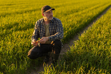 Fototapeta premium Professional male agronomist inspecting crops plants growing in the farm field. Agriculture production concept
