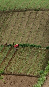Vertical Video Farmer Cultivating Paddy Field in Terraced Rice Fields on Mount Merapi Foothills, Terraced Rice Fields Mountain Agriculture, Terraced Rice Fields Ecotourism Destination and Peaceful Vil