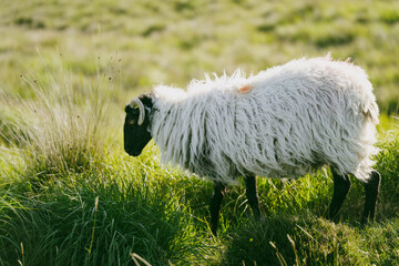 A horned sheep grazes beside Roundstone Bog Road in Connemara, County Galway, Ireland. A rural animal portrait showing traditional hill farming in the Irish bog landscape. © MNStudio